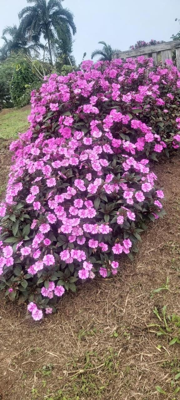 El Rincon De Las Flores Bajo Tigre エクステリア 写真